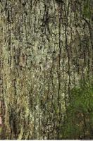 tree bark mossy 0005